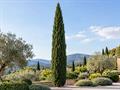 سرو شیرازی (Cupressus sempervirens) فرم ستونی
